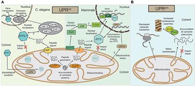 Sensing the Stress: A Role for the UPRmt and UPRam in the Quality Control of Mitochondria